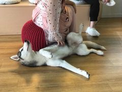 -Husky Go! 哈士奇体验馆·宠物咖啡厅狗咖