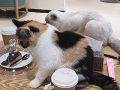 -藏猫猫咖啡主题馆(中央大道店)
