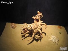 -亚龙湾中心广场·贝壳馆