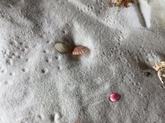 -青岛贝壳博物馆