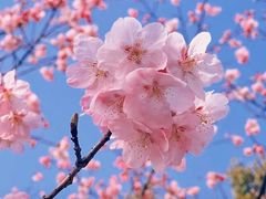 -顾村公园