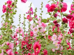 -上海辰山植物园