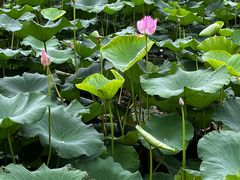 -玄武湖景区-情侣园游乐场