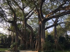 -瑞丽独树成林风景区