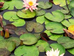 -莲花池公园
