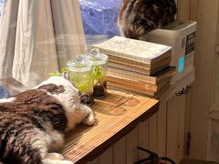 -海边的猫和咖啡馆