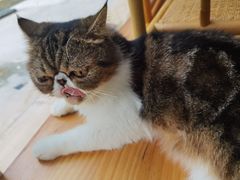 -李小姐の猫咖啡馆(五角场店)