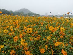 -顺峰山公园