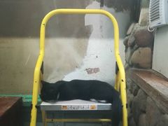 -猫咪博物馆(顶澳仔猫街店)