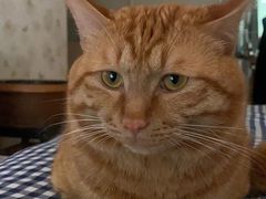 -米苏动物医院·犬猫专科·骨科外科内窥镜