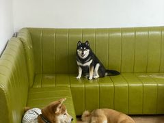 -是阿柴呀！柴犬咖啡·爱喵喵猫咖