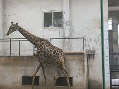 -成都动物园