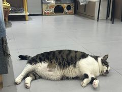 -派特宠物医院(圆融广场店)