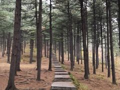 -黄椅山火山森林公园