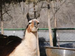 -青藏高原野生动物园