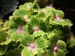 -豆豆花艺(新光天地店)
