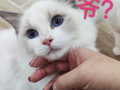 -李小姐の猫咖啡馆(五角场店)