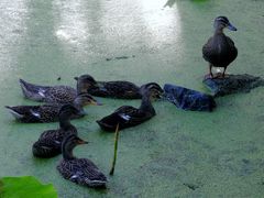 -莲湖公园