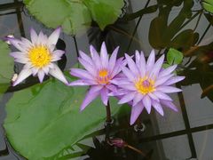 -北京植物园-展览温室