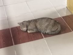 -ခြောက်ထပ်ကြီးရွှေသာလျောင်းဘုရားကြီး