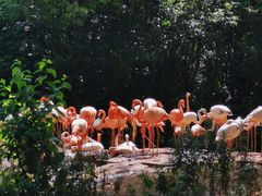 -上海野生动物园