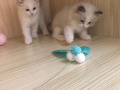 -Meowの猫咖(万家丽店)