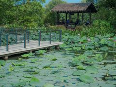 -西溪国家湿地公园