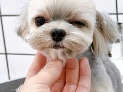 -BABYDOG宝贝狗宠物乐园(欧洲城店)