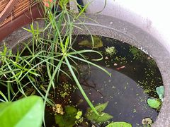 -有猫主题·治愈系猫咖(曾厝垵店)