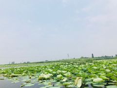 -白洋淀景区