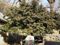 -青岛崂山太清宫