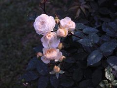 -人民公园(罗湖区)