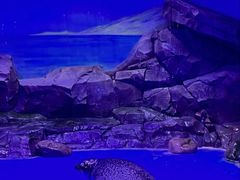 -上海海昌海洋公园-冰山北极馆