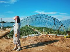 -南汇老顾农家乐采摘大团水蜜桃采摘店