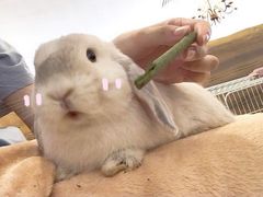 -猫猫幼稚园·撸猫·桌游·电玩