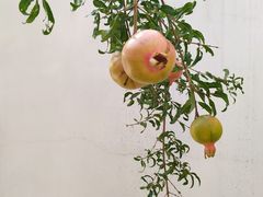 -广州神农草堂中医药博物馆