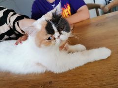 -平行世界·猫咖(首经贸店)