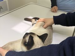 -美联众合动物医院·24h转诊中心
