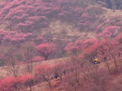 -新建村梅花