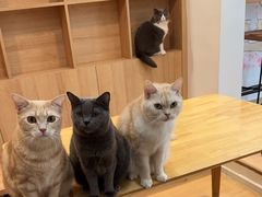 -是阿柴呀！柴犬咖啡·爱喵喵猫咖