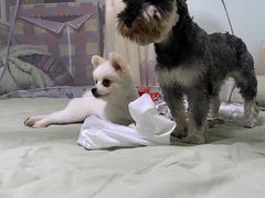 -趣玩宠物乐园寄养训犬训狗游泳池