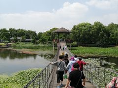-荷塘月色湿地公园·向阳花洲
