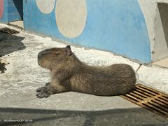 -大连森林动物园