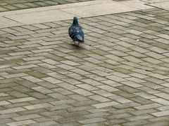 -红灯笼大酒楼(通湖路店)