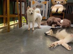 -more than meow吴止猫主题餐厅(承德 中船汇店)