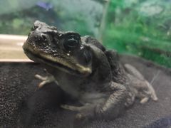 -上海大自然野生昆虫馆(东方明珠·爬宠昆虫探索中心)