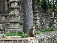 -黔灵山公园