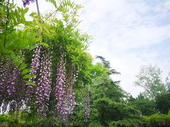 -嘉定紫藤园