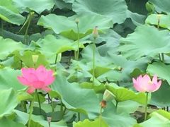 -荷塘月色湿地公园·向阳花洲