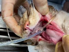 -贝康宠物医院·犬猫全科·小动物特色诊疗中心(东环路店)